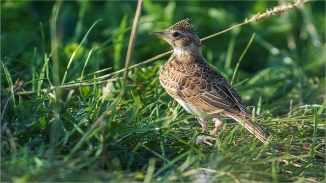 Пение птиц. Жаворонок полевой смотреть онлайн