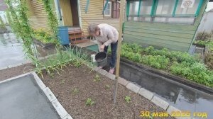 7 соток. Второй день дождь. Убираю, очищаю, сажаю, пропалываю на огороде. Хроника 30 мая 2025 год