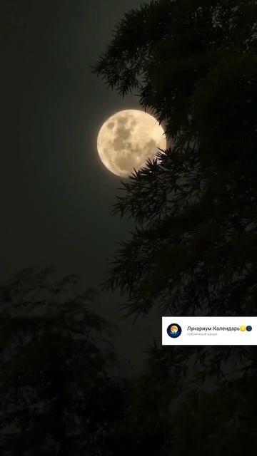 Лунный календарь #moon #рекомендации #луна #shorts смотреть онлайн