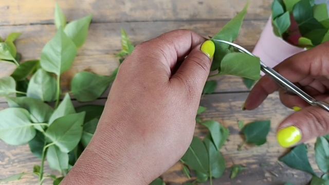 Черенкование сирени. смотреть онлайн