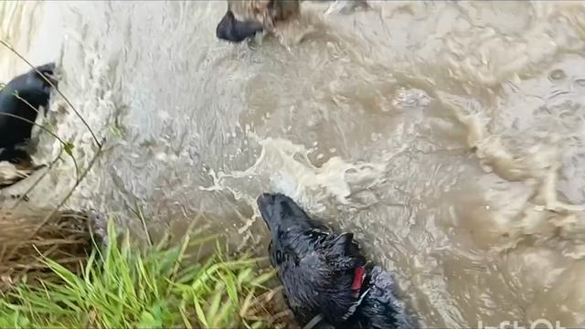 водные процедуры щенков немецкой овчарки смотреть онлайн