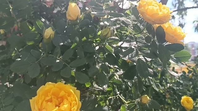 Женя Белоусова *А мне по барабану *Новинка 2025.Просто шикарно. Жёлтые розы. А может и нет.