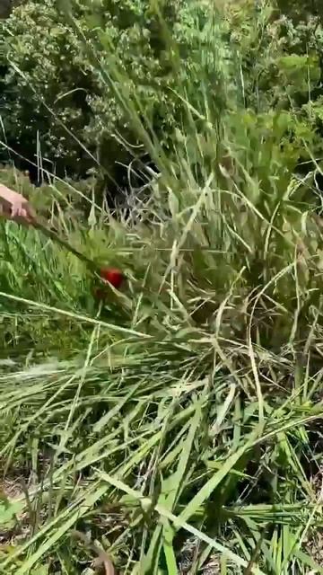 Rutube_account_10613860