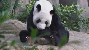 🐼 Детеныши животных 🌳 (№2)