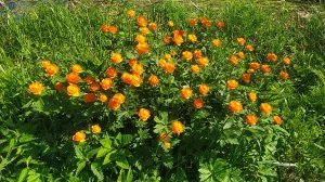 Наши дикие сибирские цветы «Жарки» или «Огоньки» (Купальница азиатская сибирская)