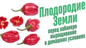 Перец Хабанеро. Выращивание.