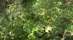 Путешествие на Ямозеро Ч7. Сплав по реке Ирва. Лесная и?