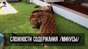 ✔ Бенгальская кошка, плюсы и минусы содержания бенгал