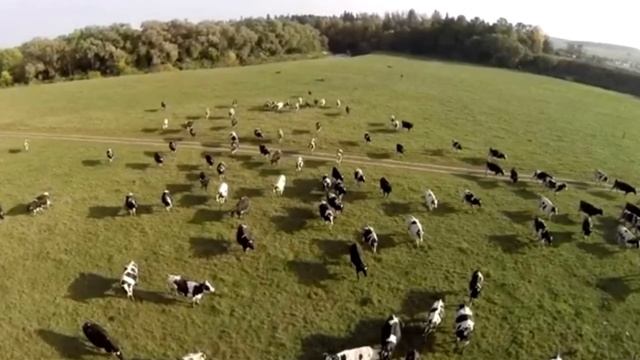Пролетая над стадом коров, дрон заснял ужасную деталь!