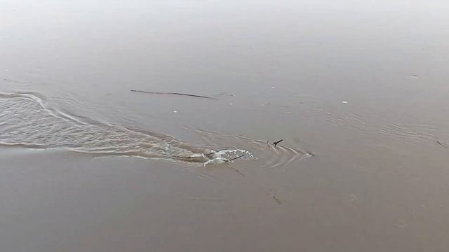 Вот это монстр клюнул. КАЯК рекомендую всем, классная ?