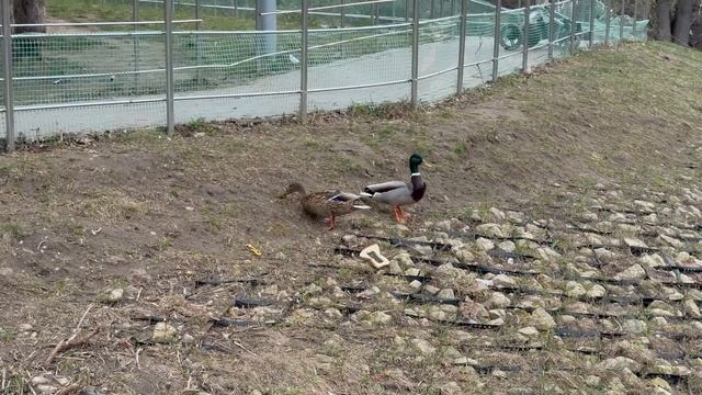 Как Проходит Мой День / VLOG Из Жизни смотреть онлайн