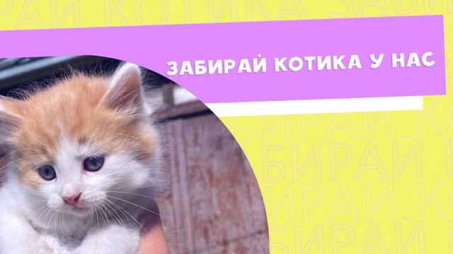 ИЩЕШЬ КОТИКА? Мы будем рады помочь тебе с выбором! смотреть онлайн