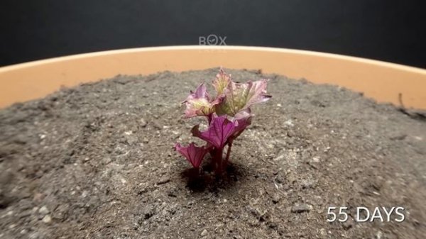 SWEET POTATO Time-lapse