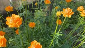 Купальница, яркий солнечный цветок