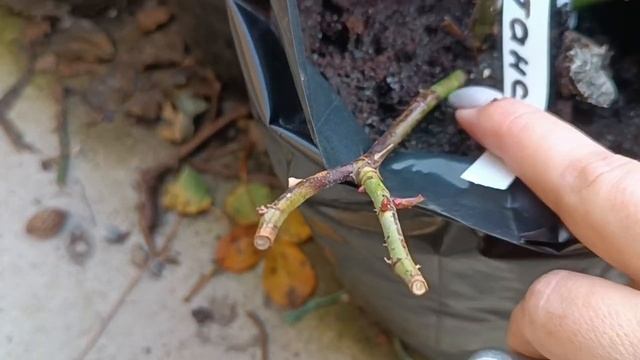 Экологический рай