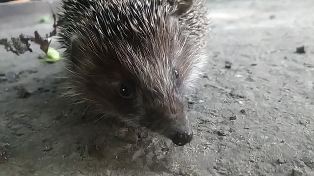 Живой Ёжик смотреть онлайн