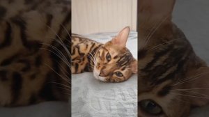 Стоит ли заводить бенгальского кота? Краткий ответ от