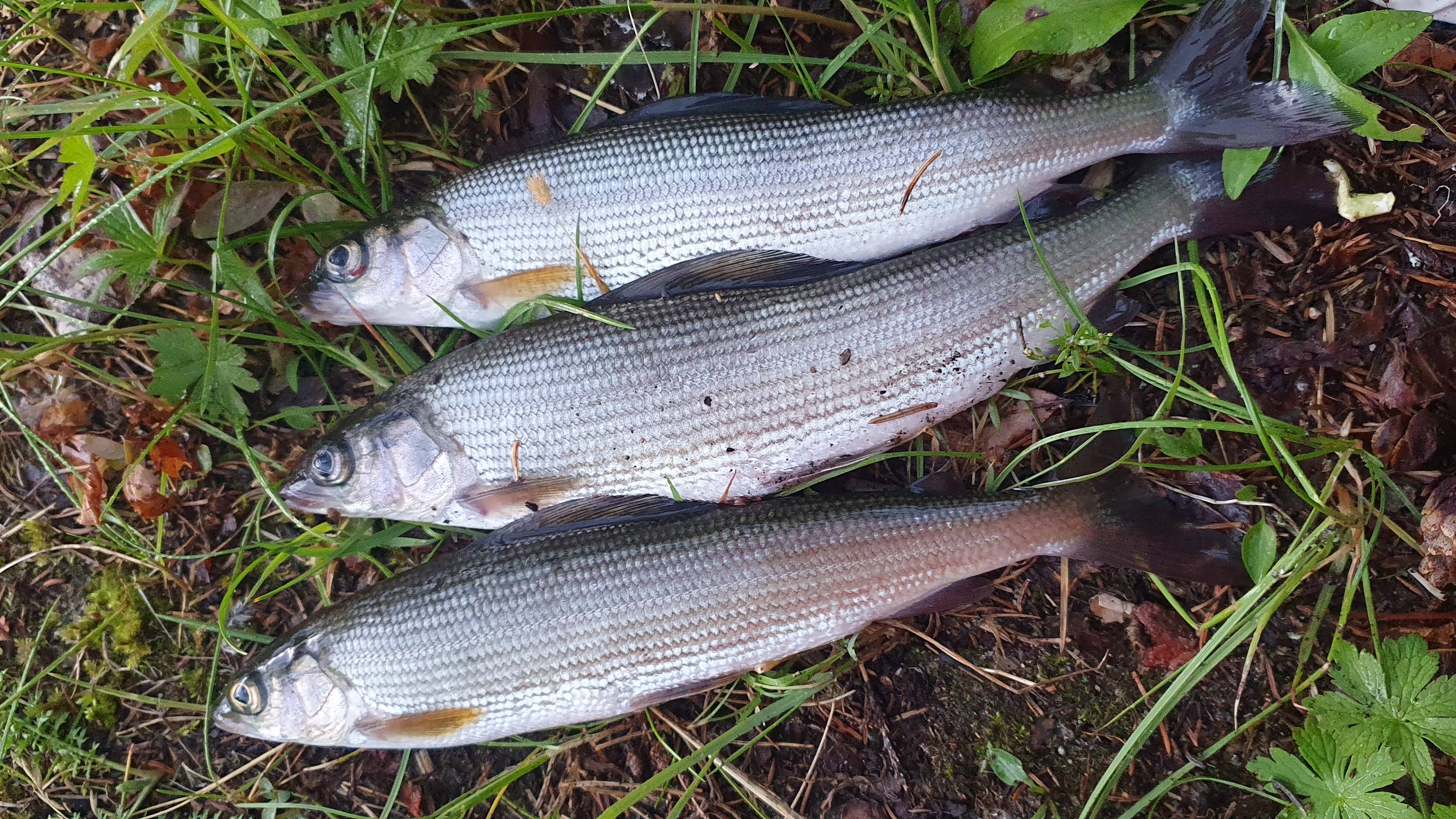 Ловозёрские тундры. Сейдозеро. Август 2021. Часть 5. смотреть онлайн