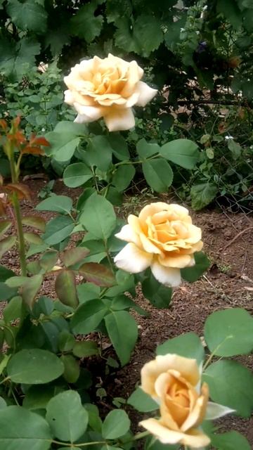 ХАНИ ДИЖОН весенняя посадка 2023 смотреть онлайн