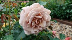 Роза Коко Локо в Подмосковье. Сезон 2024