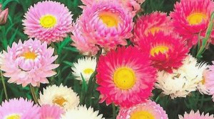 Полезные советы по пересадке рассады акроклинума Виртуоз в открытый грунт