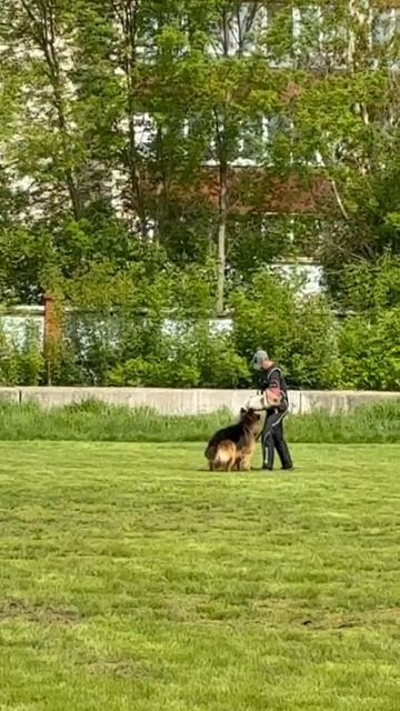 2 Отл. СС Марвил Юнион ТАЙФУН +++ №28 / КЧК УФА 17 мая`25 Н.Морева Моно немецких овчарок