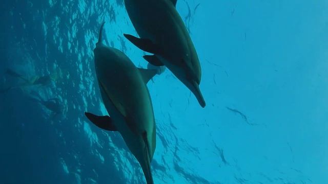 Ныряем с дельфинами в Красном море. 5-ти палубная яхта.