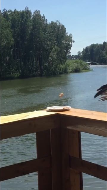 Охота на абрикос смотреть онлайн