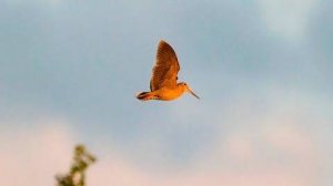 ОТЛИЧНАЯ ОХОТА НА ВАЛЬДШНЕПА 2025г. #ОХОТА#HUNTER