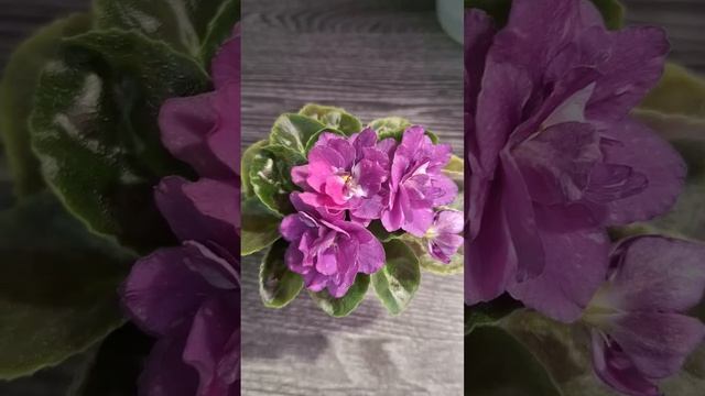 Не могу наглядеться на цветущую фиалочку смотреть онлайн