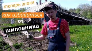 Как избавиться от шиповника на участке | Расширяю огород | Место для отдыха на чердаке