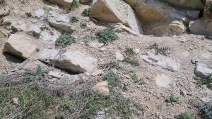 НОЕВ КОВЧЕГ в ЧЕЧНЕ/Сегодня/3/