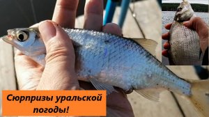 Поехали за трофейной уклейкой - получили улов подлещика и плотвы!