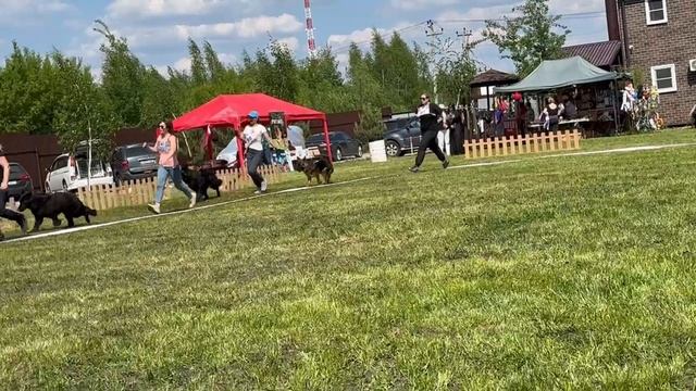 ЮНИОРЫ СУКИ ДШ / КЧК БРОННИЦЫ 25 мая`25 F.Bogoeski, О.Васильев Моно немецких овчарок