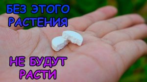 БЕЗ ЭТОГО РАСТЕНИЯ НЕ БУДУТ РАСТИ