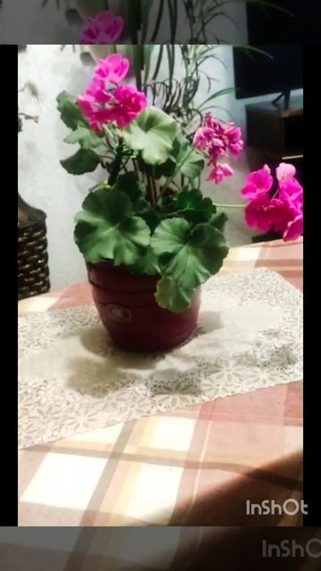 Герань у мамы❤❤❤ смотреть онлайн