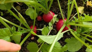 7 правил выращивания РЕДИСА, чтобы редис не ушел в ботв