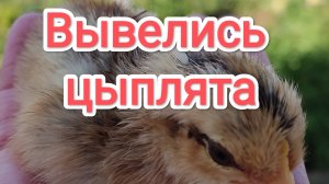 Вывелись цыплята