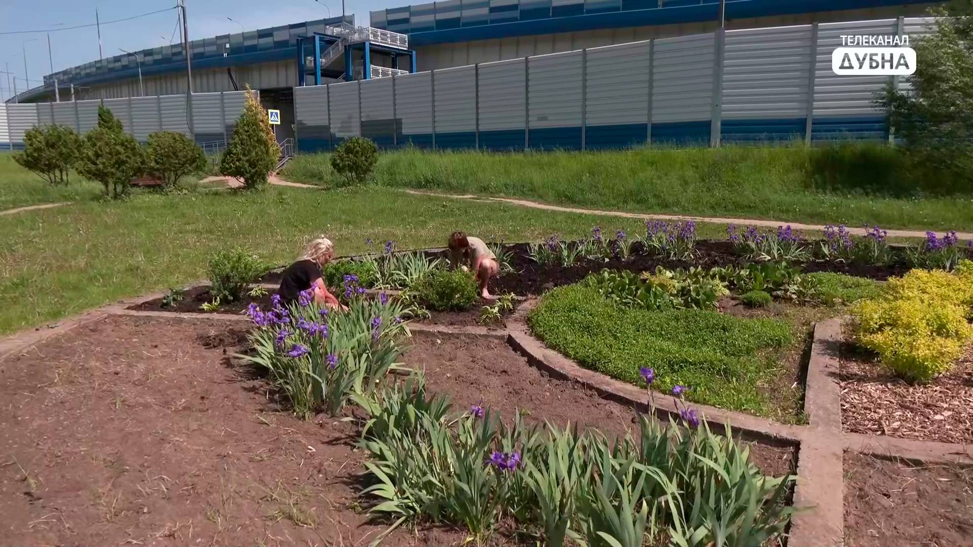 Самую большую круглую клумбу в Дубне восстановят после долгого запустения смотреть онлайн