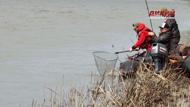 Весенний сазан. Моя рыбалка