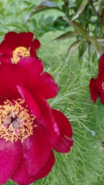 Узколистный пион в нашем саду в мае 2025 смотреть онлайн