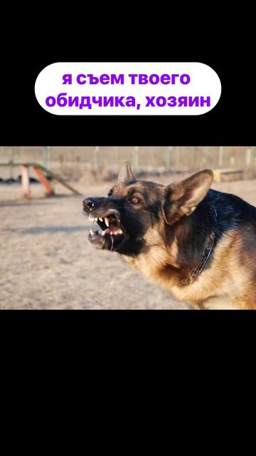 Ши-Тцу #приколысживотными #pets #приколы #смешноевидео #с