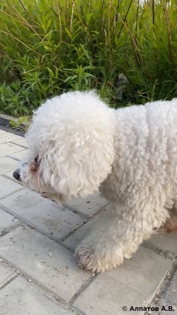 Я люблю Европейский Берег #новостройки #квартиры #застройщик #рассрочка #трейдин #обмен