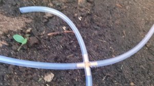 Автополив огурцов