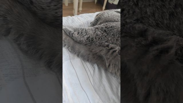 Шотландская вислоухая кошка Риана 30.05.2025.