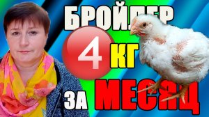 Как ПОЛУЧИТЬ 4 кг за МЕСЯЦ. Бройлер содержание и кормление