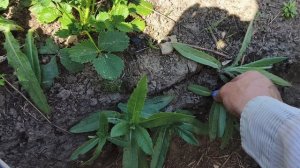 В огороде и в лесу .