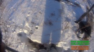 Изготовление петли на зайца и лису,и ее постановка.