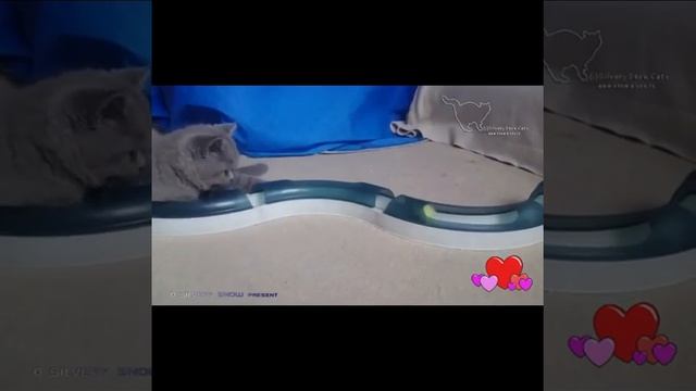 Коты и кошки 2019 новое видео смотреть онлайн