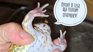 Лягушка-монстр охотится на руки и кошек! Кому милого питомца?